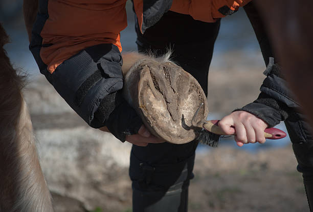 istock Picking a hoof with a hoof pick 522219091