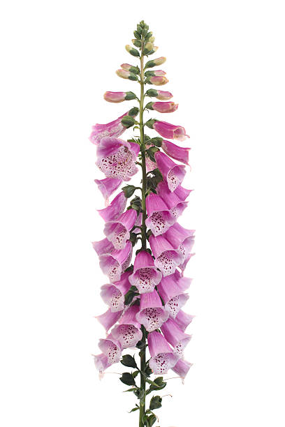 istock Purple foxglove flowers isolated on white background 522219919