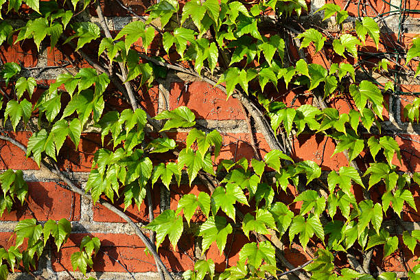 istock Parthenocissus tricuspidata on a brick wall 522220475