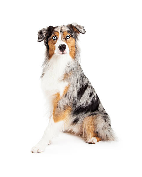 istock Attentive Beautiful Australian Shepherd Dog Sitting 522220777