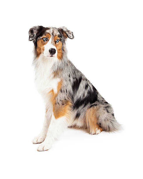 istock Attentive Australian Shepherd Dog Sitting Looking Off To Side 522220781