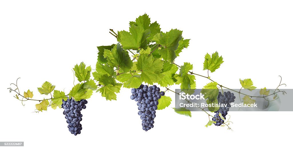 Hojas de vid Aislado en blanco - Foto de stock de Uva libre de derechos