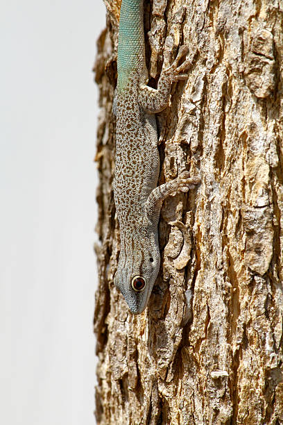 istock thicktail day gecko, isalo, madagascar 522222895