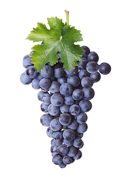 свежий букет из красного вина - vinifera стоковые фото и изображения
