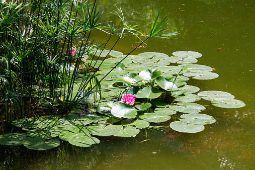Garden pond with water lilies or lotus flowers