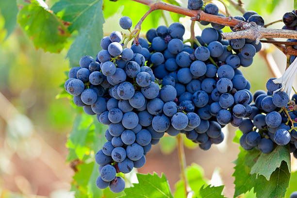 Primitivo grapes, also known as Zinfandel grapes in USA , growing in the Puglia region, the ‘heel’ of Italy’s ‘boot’. The grapes produce a robust and fruity red wine typical of the region.  Whereas the Primitivo can trace it’s origins back to the Phonecian times, many thousand of years ago, the Zinfandel a varietal of the Primitivo grape can trace it’s US Californian origins to the 19th century. The grapes shown here are growing in the Itrea Valley of the Puglia region.