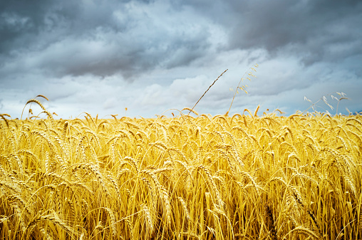 A farm field filled with ripe wheat under a stormy sky. Copy space on the sky.