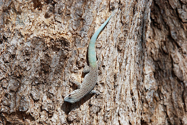 istock thicktail day gecko, isalo, madagascar 522224901