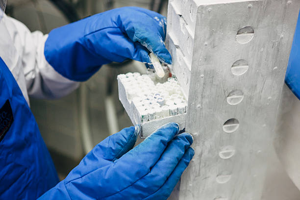 hands in protective gloves holding Liquid nitrogen cryo tube A research scientist removes a cryotube from a liquid nitrogen cell bank. The vrial contains samples of stem cells that have frozen in the cell bank. medical sample stock pictures, royalty-free photos & images