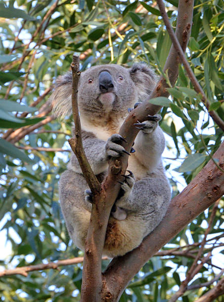 coala em uma árvore - koala bear animals in the wild perching - fotografias e filmes do acervo