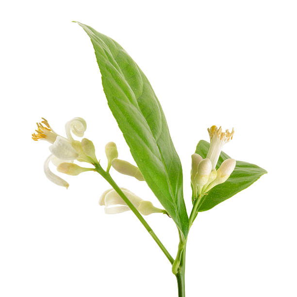 istock Branch of a lemon tree with flowers Isolated on white 522241527
