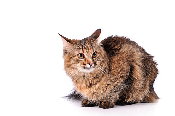 istock Playful kitten cat isolated on white 522241687