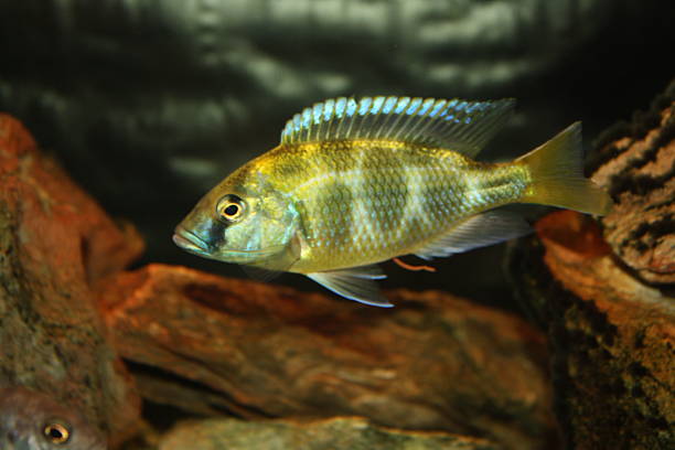 Nimbochromis venustus Nimbochromis venustus nimbochromis venustus stock pictures, royalty-free photos & images