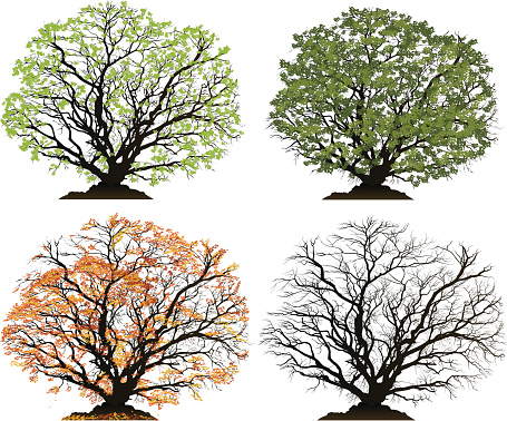 Four detailed vector illustrations of a tree for each season. Spring, Summer, Autumn, Winter.