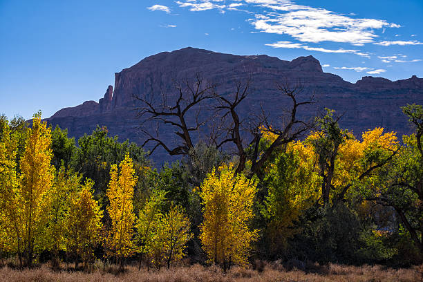 istock Cottonwoods in Desert Canyon 522243431