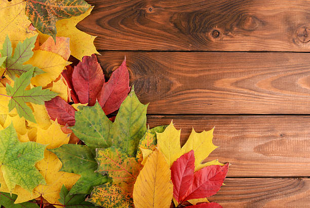 istock Autumn leaves over wooden background with copy space 522244403