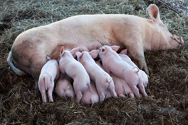 In a livestock pen located on a rural, country farm, a nursing sow lays on her side to expose milk filled teats for her litter of hungry piglets. Canon EOS 5D Mark II - ISO 200, f/4.5, 1/100 sec