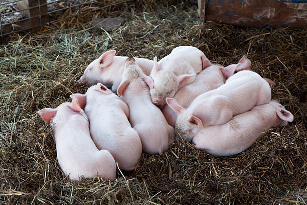 istock piglet litter sleeping in group on straw in livestock pen 522244479