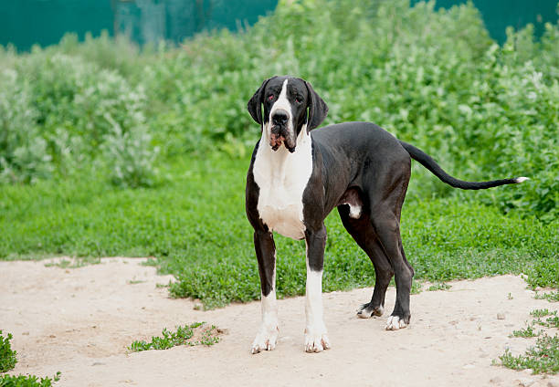 great dane great dane dane county stock pictures, royalty-free photos & images