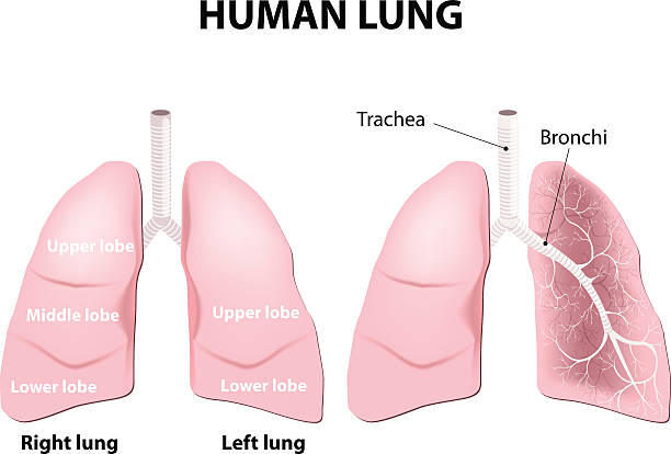 Anatomy of the human lungs Detailed diagram of the human lungs. lobe illustrations stock illustrations