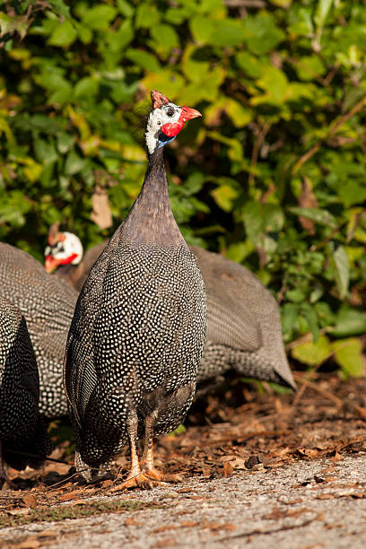 istock Helmeted Guineafowl 522247047