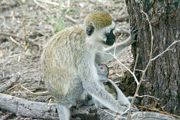 istock Mother and baby black-faced monkey 522247737