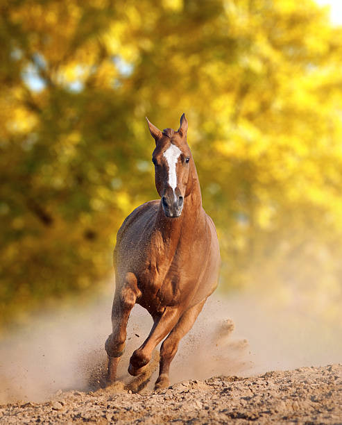 istock wild horse in dust 522247915