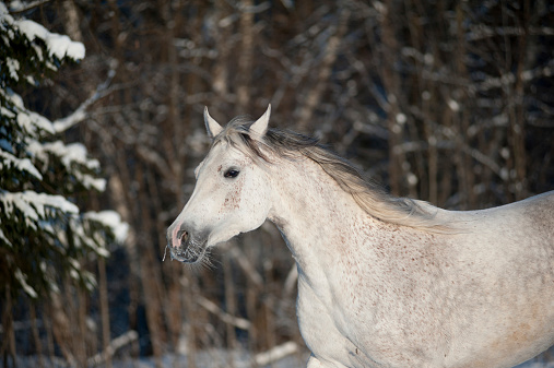 arabian horse in winter