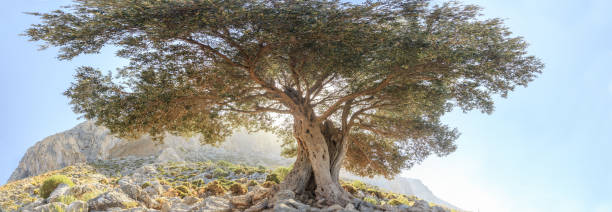 istock Centuries old evergreen olive tree at sunny rocky panoramic landscape 522256393