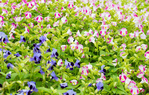 istock purple & pink flowers 522257869