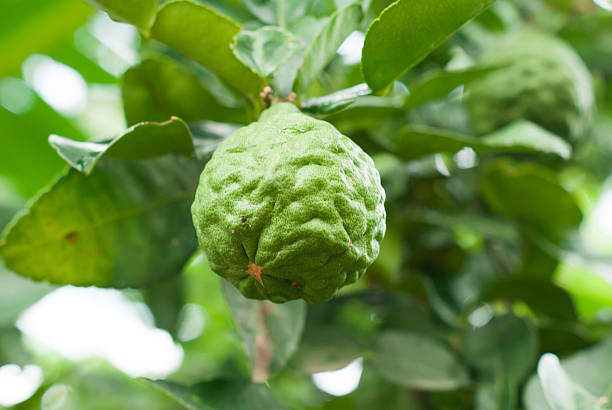 Bergamot on Tree stock photo