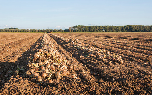 Harvested and dried onions in rows ready to be picked up and transported.