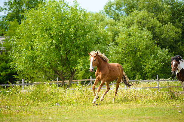 istock Horse in meadow. Summer day 522263019