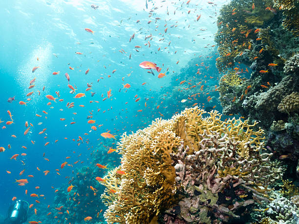 istock Lyretail Anthias, Pseudanthias squamipinnis, feeding, Egypt, Red Sea 522263605