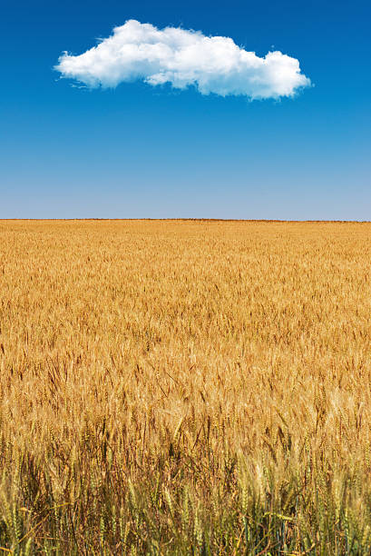 istock Wheat ears in bright sunshine under blue sky 522263809