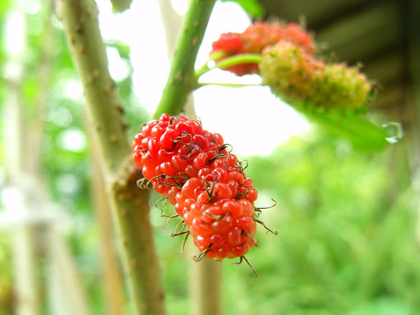 istock berry fruit in nature mulberry twig 522274979