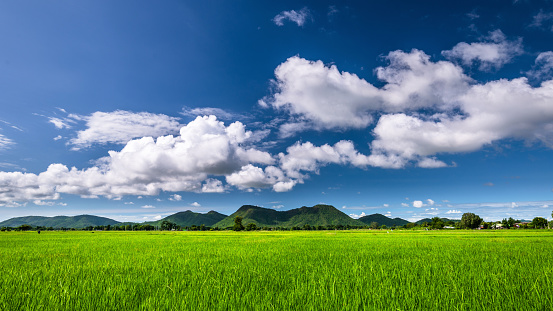 Rice field and blue sky clouds background with mountains.