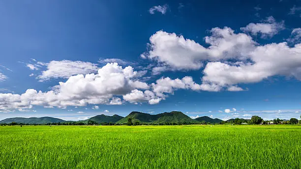 Photo of Rice field and blue sky mountains