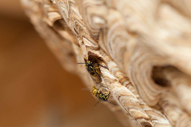 wasps sur nid - mehrere tiere photos et images de collection