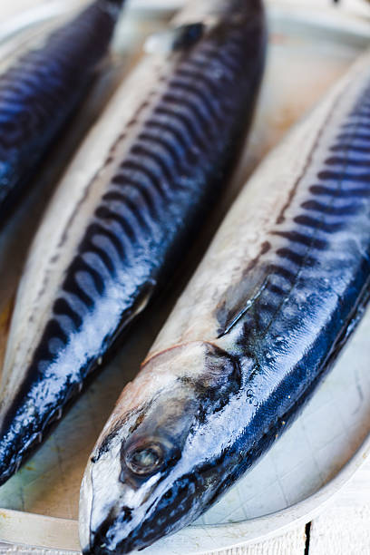 istock fresh mackerel on a metal board 522276167