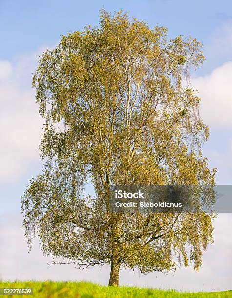 Birch Tree On Field In Late Autumn Stock Photo - Download Image Now