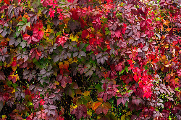 istock plant with red leaves on a wall 522277347