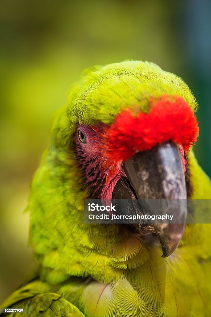 Parrot Green parrot closeup with blurred background Amazon Parrot Stock Photo