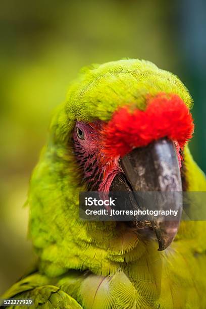 Parrot Stock Photo - Download Image Now - Amazon Parrot, Animal, Animal Wildlife
