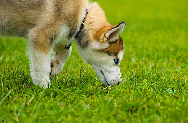 istock Siberian Husky dog 522278299