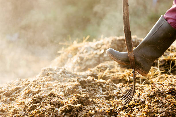 mucking 出力 - horse dung ストックフォトと画像