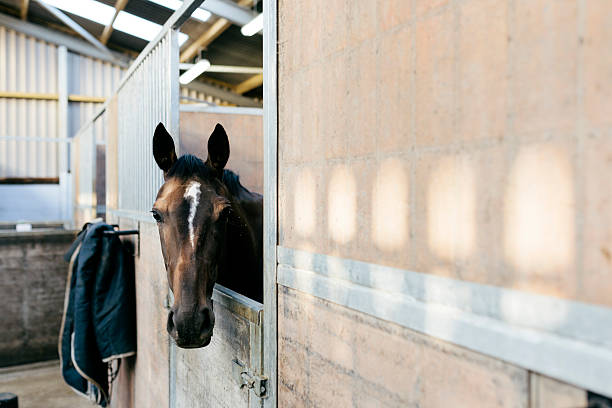 istock Racehorse in a stable 522278687