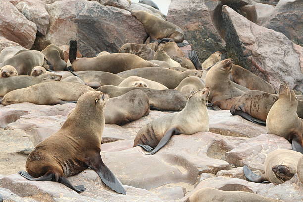 istock Brown Fur Seal Colony at Cape Cross, Skeleton Coast, Namibia 522280133