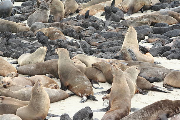 istock Brown Fur Seal Colony at Cape Cross, Skeleton Coast, Namibia 522280273