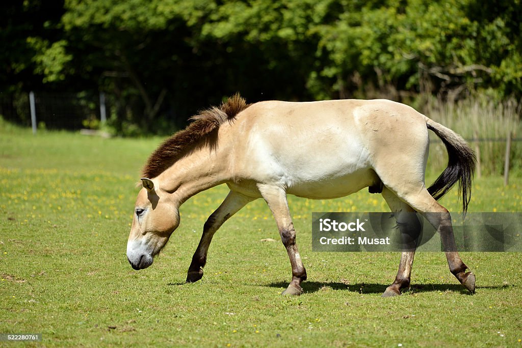 Przewalski horse walking Endangered subspecies Przewalski horse (Equus ferus) walking on grass Przewalski Stock Photo